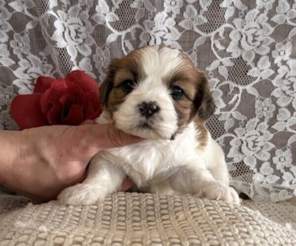 Medium Photo #3 Cavachon-Shih Tzu Mix Puppy For Sale in THORP, WI, USA