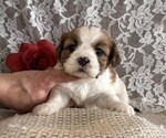 Small #2 Cavachon-Shih Tzu Mix
