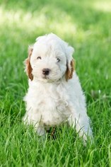 Cavapoo Puppy for sale in PLYMOUTH, OH, USA