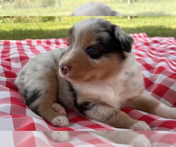 Medium Photo #11 Australian Shepherd Puppy For Sale in JEROMESVILLE, OH, USA