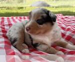 Small #10 Australian Shepherd
