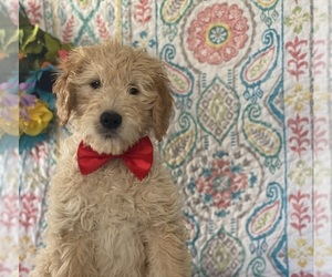 Goldendoodle Puppy for sale in LANCASTER, PA, USA