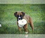 Small #5 Boxer
