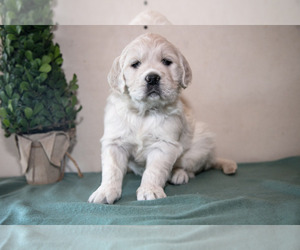 Medium English Cream Golden Retriever
