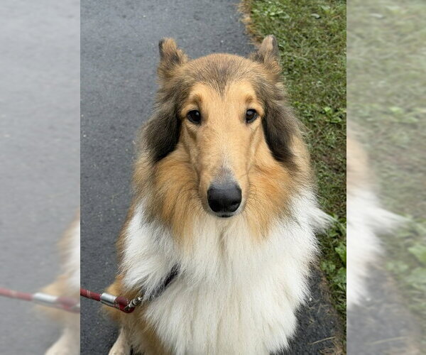 Medium Photo #1 Collie Puppy For Sale in Chantilly, VA, USA