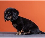 Small Photo #48 Dachshund Puppy For Sale in CROWLEY, TX, USA