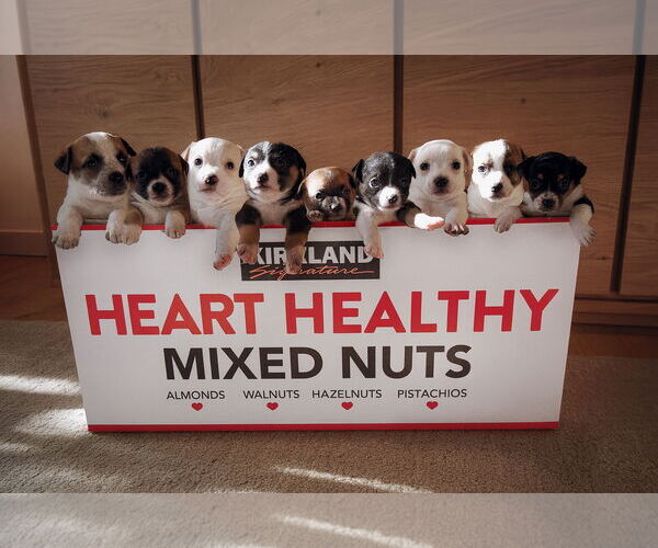 Medium Photo #4 Boston Huahua Puppy For Sale in Bellevue, WA, USA