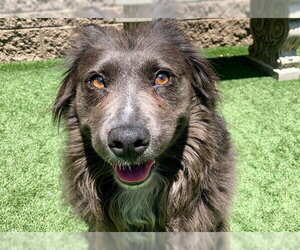 Border Collie Dogs for adoption in Moreno Valley, CA, USA