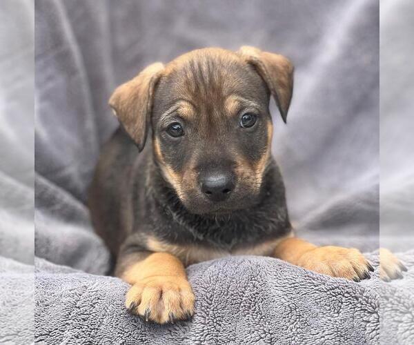 Medium Photo #1 Labrador Retriever-Unknown Mix Puppy For Sale in San Diego, CA, USA