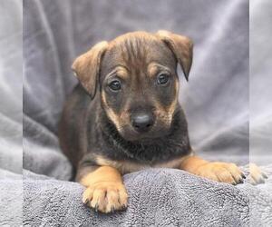 Labrador Retriever-Unknown Mix Dogs for adoption in San Diego, CA, USA