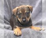 Small Labrador Retriever Mix