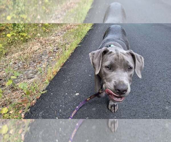 Medium Photo #18 American Pit Bull Terrier-Unknown Mix Puppy For Sale in Sebec, ME, USA
