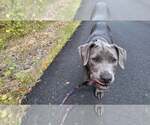 Small #17 American Pit Bull Terrier Mix