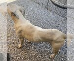 Small Photo #8 Labrador Retriever-Unknown Mix Puppy For Sale in Sparta, TN, USA