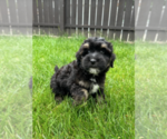 Small #4 Bernedoodle (Miniature)