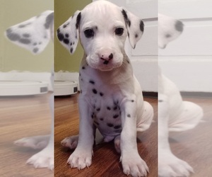 Dalmatian Puppy for sale in HICKORY, NC, USA