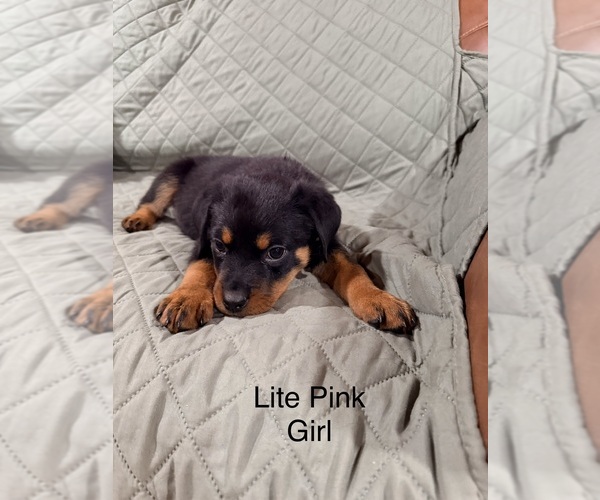 Medium Photo #5 Rottweiler Puppy For Sale in DANVILLE, IL, USA