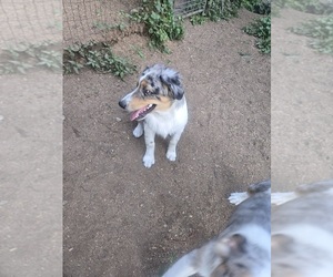 Australian Shepherd Puppy for sale in DUVALL, WA, USA