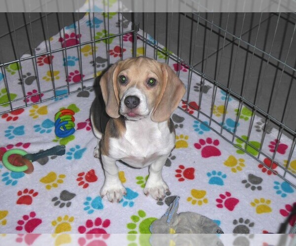 Medium Photo #7 Beagle Puppy For Sale in ORO VALLEY, AZ, USA