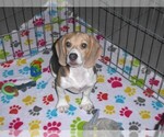 Small #6 Beagle