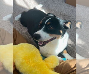 Chi-Corgi Dogs for adoption in Grafton, WI, USA