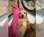 Puppy Handsome Dachshund
