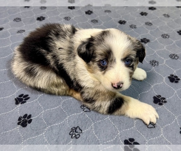 Medium Photo #44 Miniature Australian Shepherd Puppy For Sale in SALISBURY, NC, USA