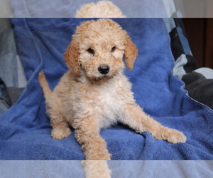 Goldendoodle-Poodle (Miniature) Mix Puppy for sale in SHILOH, OH, USA
