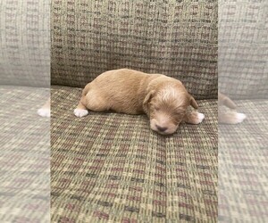 Whoodle Puppy for sale in DOSS, MO, USA