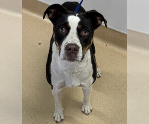 Border Collie-Staffordshire Bull Terrier Mix Dogs for adoption in Placerville, CA, USA