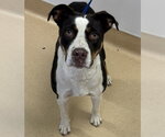 Small Border Collie-Staffordshire Bull Terrier Mix