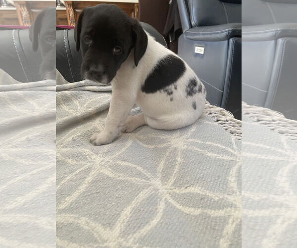 Medium Photo #3 Labrador Retriever-Unknown Mix Puppy For Sale in The Woodlands, TX, USA