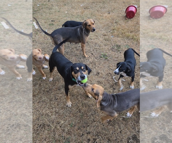 Medium Photo #1 Catahoula Leopard Dog Puppy For Sale in ARLINGTON, WA, USA