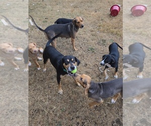 Father of the Catahoula Leopard Dog puppies born on 05/28/2026