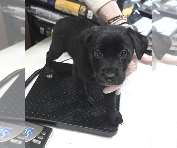 Medium Photo #1 Borador Puppy For Sale in Brooklyn, NY, USA