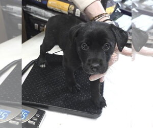 Borador Dogs for adoption in Brooklyn, NY, USA