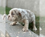 Small Photo #6 English Bulldog Puppy For Sale in CARLSBAD, CA, USA