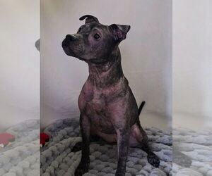 Isekai - Female Staffordshire Bull Terrier-Unknown Mix Dog for Adoption - Photo #11