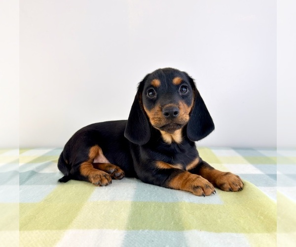 Medium Photo #1 Dorgi Puppy For Sale in GREENFIELD, IN, USA