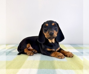 Dorgi Puppy for sale in GREENFIELD, IN, USA