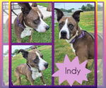 Small American Staffordshire Terrier Mix