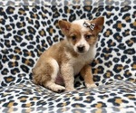 Small Photo #11 Texas Heeler Puppy For Sale in LAKELAND, FL, USA