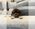 Small #16 Aussiedoodle Miniature 