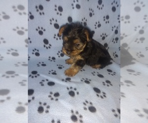 Yorkshire Terrier Puppy for sale in LAPEER, MI, USA