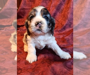 Cocker Spaniel Puppy for sale in WATERTOWN, NY, USA