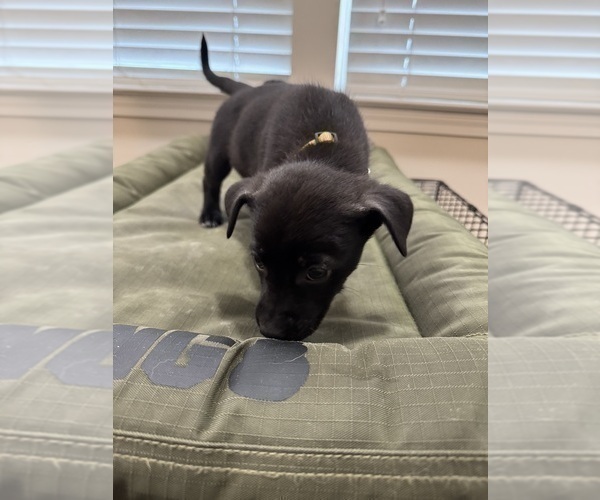 Medium Photo #1 American Staffordshire Terrier-Siberian Husky Mix Puppy For Sale in SNEADS FERRY, NC, USA