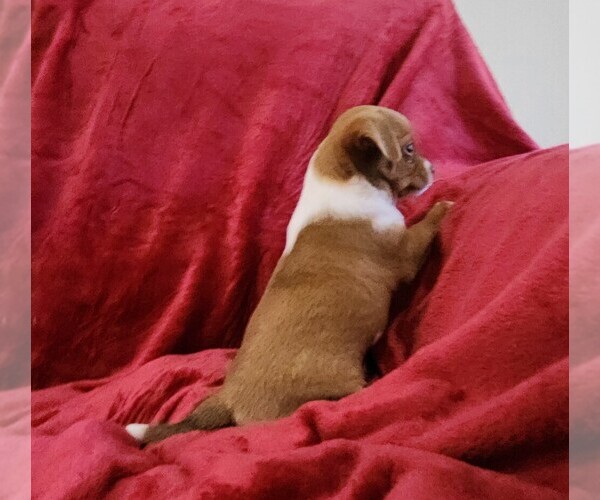 Medium Photo #22 Chihuahua Puppy For Sale in RUSTBURG, VA, USA