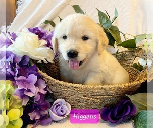 Golden Retriever Dogs for adoption in MARSHFIELD, MO, USA