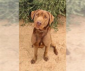 Delilah - Female Chesapeake Bay Retriever Dog for Adoption - Photo #4