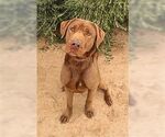 Small #3 Chesapeake Bay Retriever